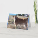 Zoek naar jersey koe kaarten Dieren