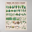 Zoek naar natuur studie posters Vintage