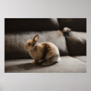 Zoek naar hazen posters Konijn