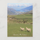 Zoek naar schapen briefkaarten Veld