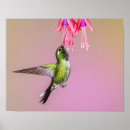 Zoek naar kolibrie posters Vogel