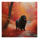 Zoek naar newfoundlander posters Hond
