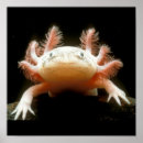 Zoek naar walvis posters Dieren
