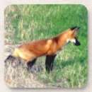 Zoek naar rode vos onderzetters Wild
