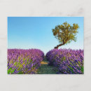 Zoek naar provence briefkaarten Paars