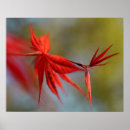Zoek naar japans tuin posters Voor haar