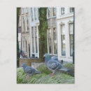 Zoek naar duiven briefkaarten Foto