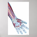 Zoek naar menselijke hand posters Medisch