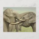 Zoek naar aziatische olifant briefkaarten Fauna