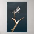 Zoek naar libel ontwerp posters Libellen