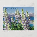 Zoek naar lupine briefkaarten Landschap