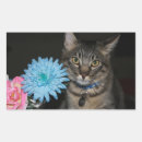 Zoek naar grappige ogen stickers Kat