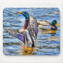 Zoek naar duck muismatten Mallard