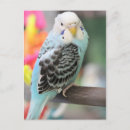 Zoek naar blauwe parkiet briefkaarten Bostel