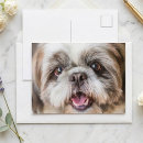 Zoek naar hond portret briefkaarten Shih tzu
