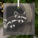 Zoek naar wasbeer ornamenten Wasberen