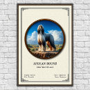Zoek naar afghaans posters Windhond