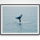 Zoek naar walvis staart posters Bultrug