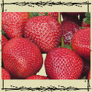 Zoek naar landbouwer briefkaarten Voor iedereen