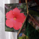 Zoek naar hawaï bloem briefkaarten Hibiscus