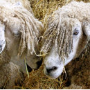 Zoek naar ooi kussens Dieren