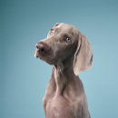 Zoek naar vuur magneten Kamperen