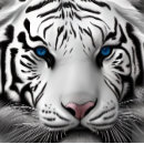 Zoek naar white tiger puzzels Wilde dieren