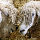 Zoek naar schaap kaarten Landbouw