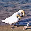 Zoek naar zwaan tegels Wild