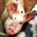 Zoek naar grappig varken keuken handdoeken Varkens