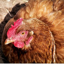 Zoek naar kippen puzzels Pluimvee