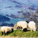 Zoek naar sheep kaarten Elk persoon