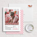 Zoek naar kerstkaart hond kaarten Honden
