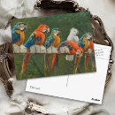 Zoek naar papegaai briefkaarten Vintage