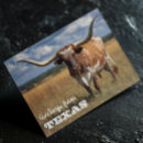 Zoek naar texas briefkaarten Longhorn