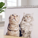 Zoek naar katten humor kalenders Kitten