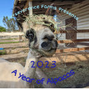 Zoek naar alpaca kalenders Boerderij