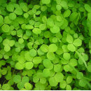 Zoek naar shamrock cadeaupapier Vier bladklaver