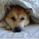 Zoek naar japanese kaarten Elk persoon