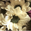 Zoek naar gele chrysanten posters Voor iedereen