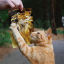 Zoek naar katachtig posters Feliene