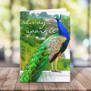 Zoek naar pauwen kaarten Voor iedereen