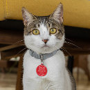 Zoek naar kattenpenningen Plezier