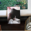 Zoek naar neus kunst Kat