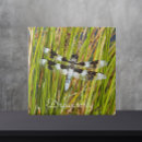 Zoek naar staarten tegels Elk persoon