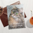 Zoek naar kattig posters Katten