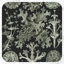 Zoek naar planten stickers Fungus