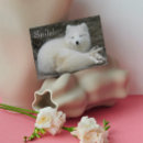 Zoek naar poolvos kaarten Witte vos