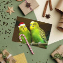 Zoek naar groene parkiet kaarten Dier