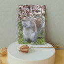 Zoek naar leuke eekhoorns kaarten Elk persoon